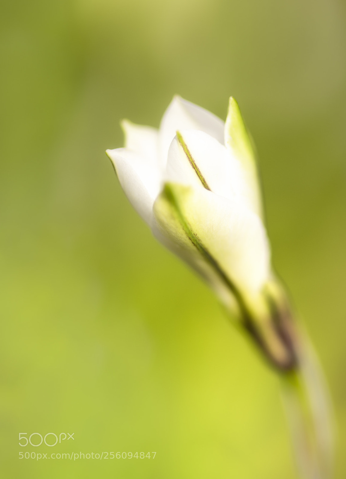 Nikon D810 sample photo. Ipheion alberto castillo (starflower) photography