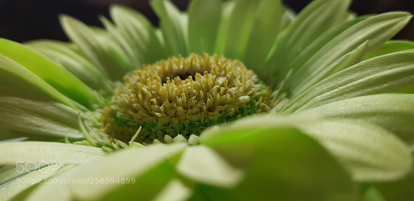 Samsung Galaxy S8+ sample photo. Untitled photography