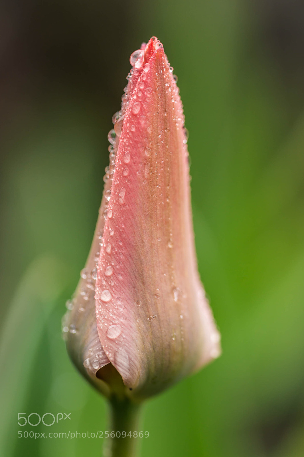 Canon EOS 6D sample photo. Tulip on it s photography