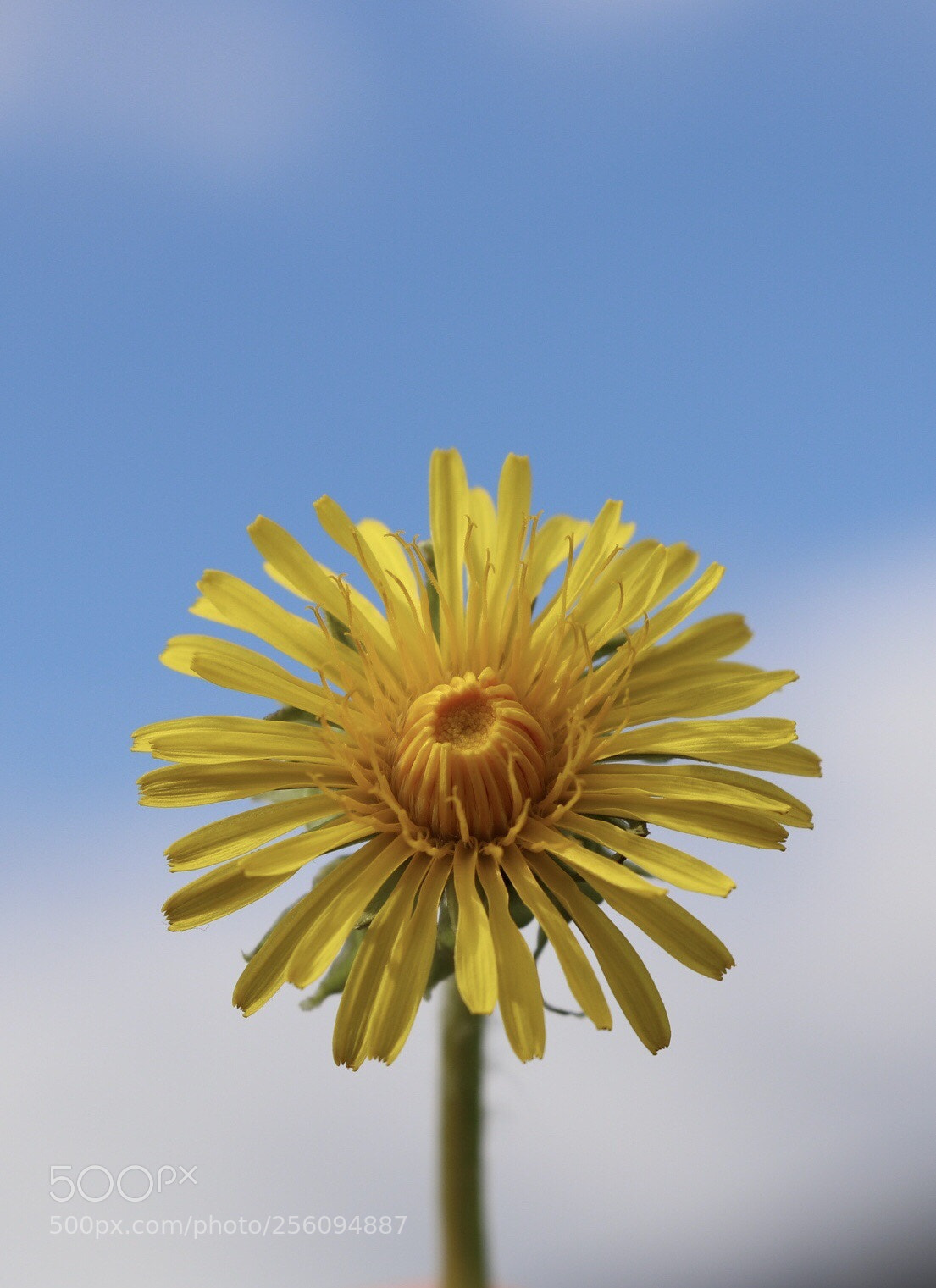 Canon EOS 800D (EOS Rebel T7i / EOS Kiss X9i) sample photo. Dandelion  photography