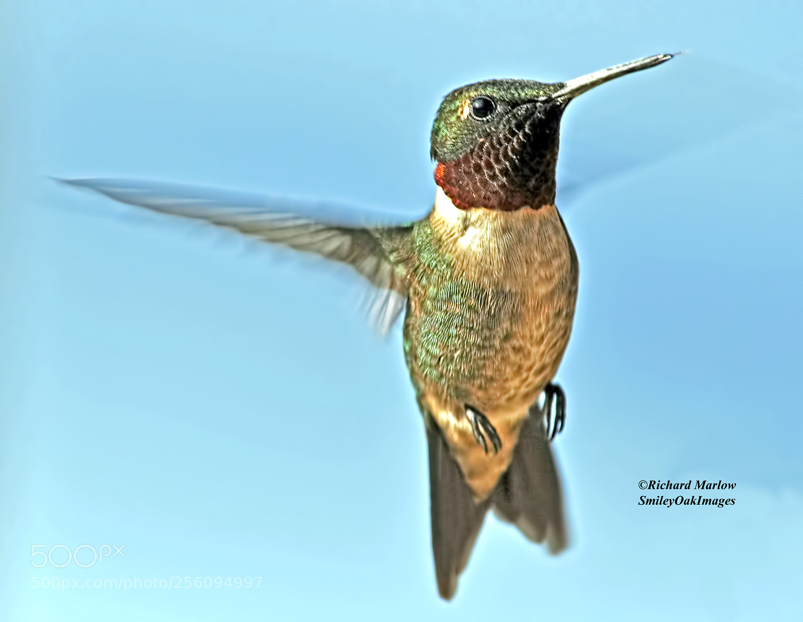 Nikon D5000 sample photo. Hummingbird photography