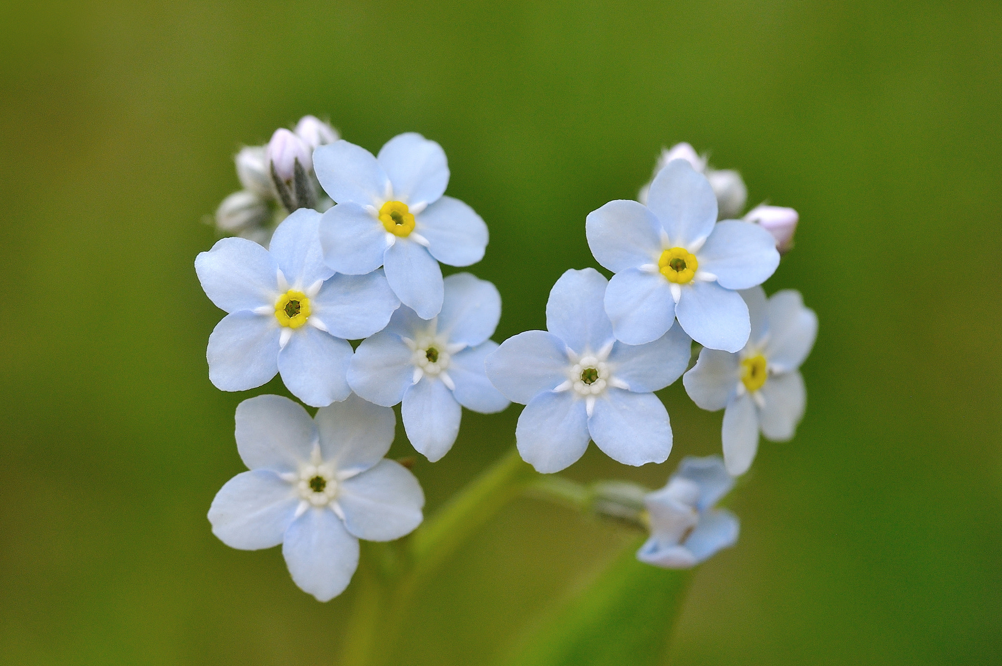 Nikon D5000 sample photo. Myosotis photography