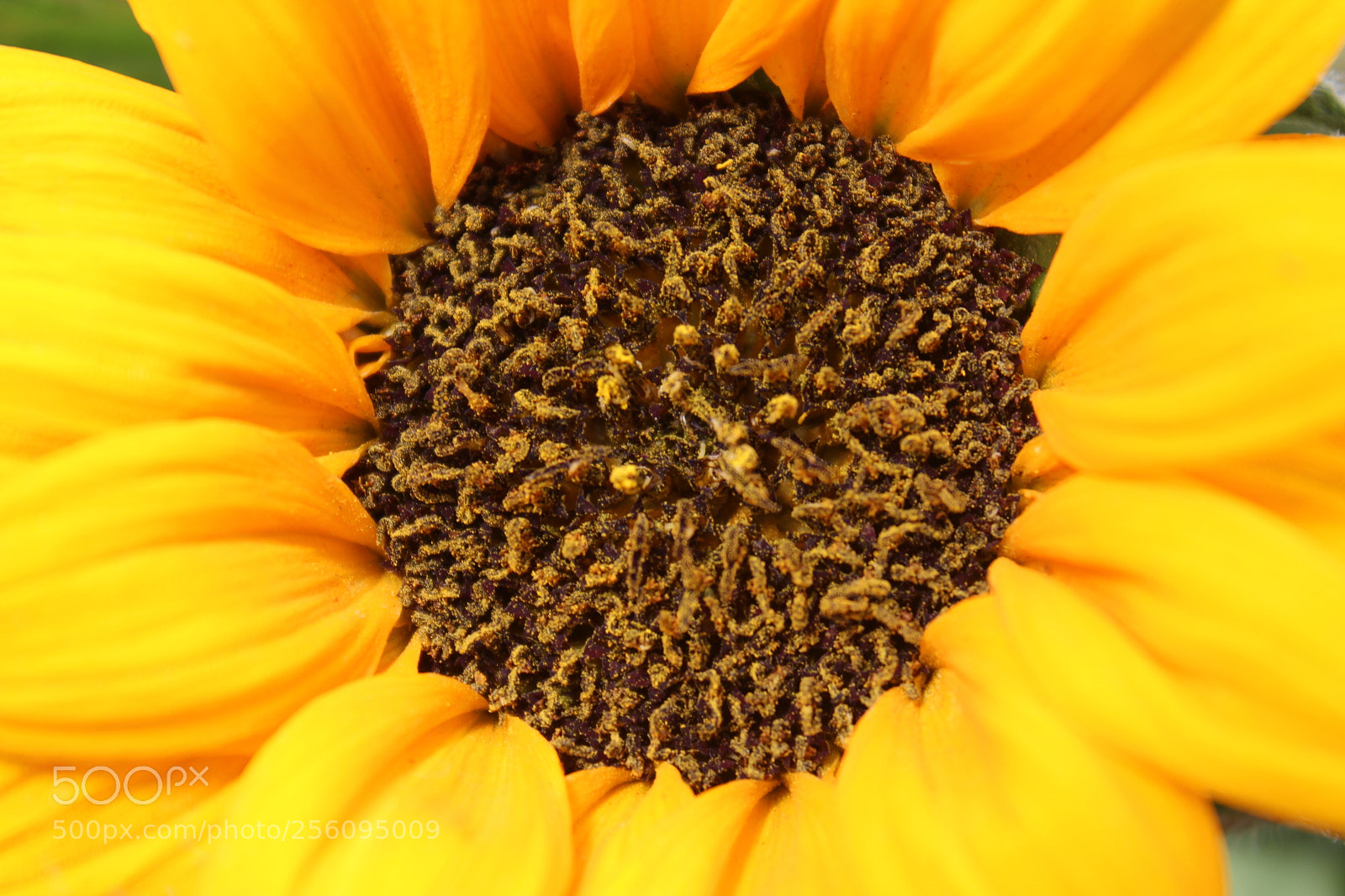 Canon EOS 1200D (EOS Rebel T5 / EOS Kiss X70 / EOS Hi) sample photo. Macro sunflower photography