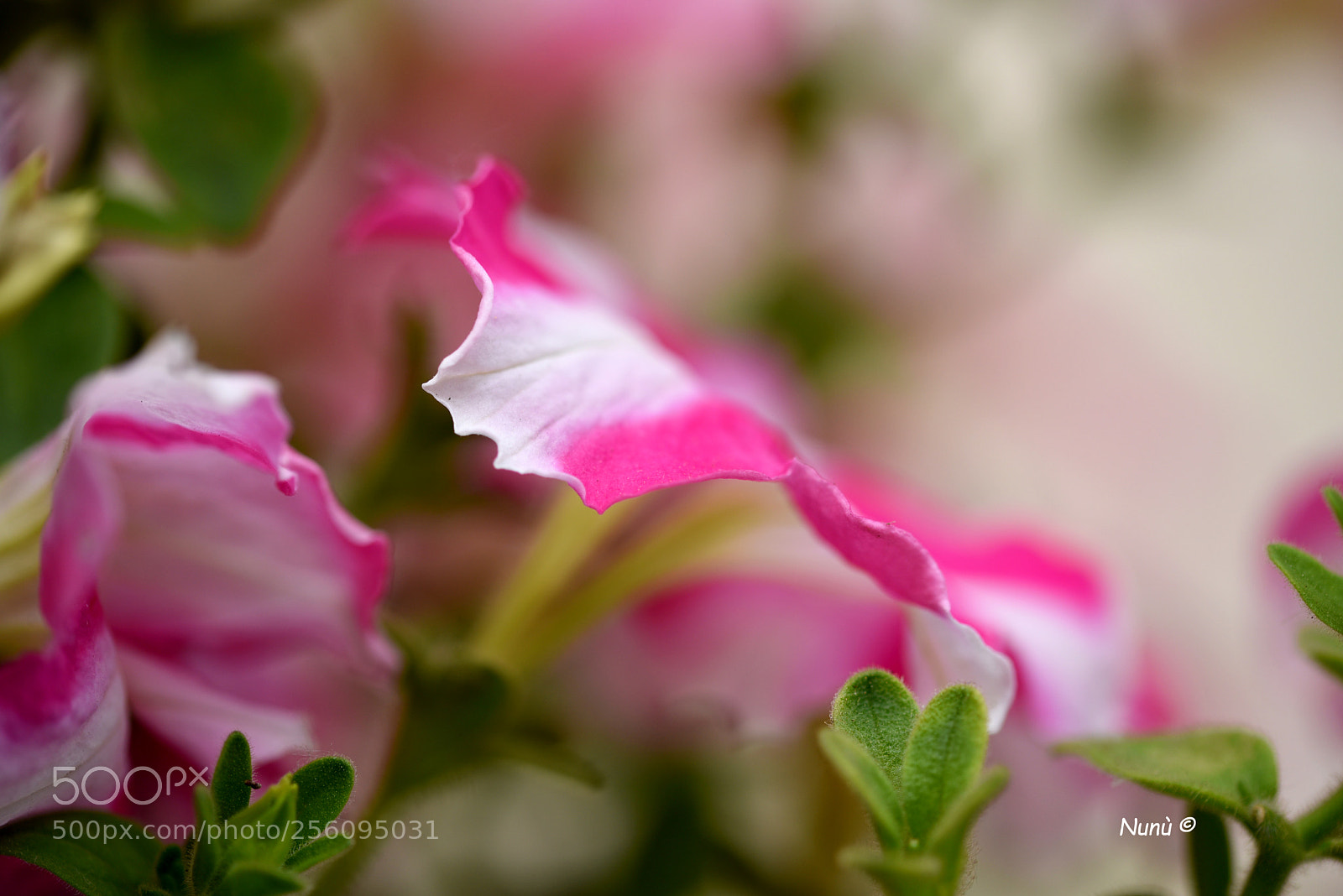 Nikon D750 sample photo. Nel mio giardino photography