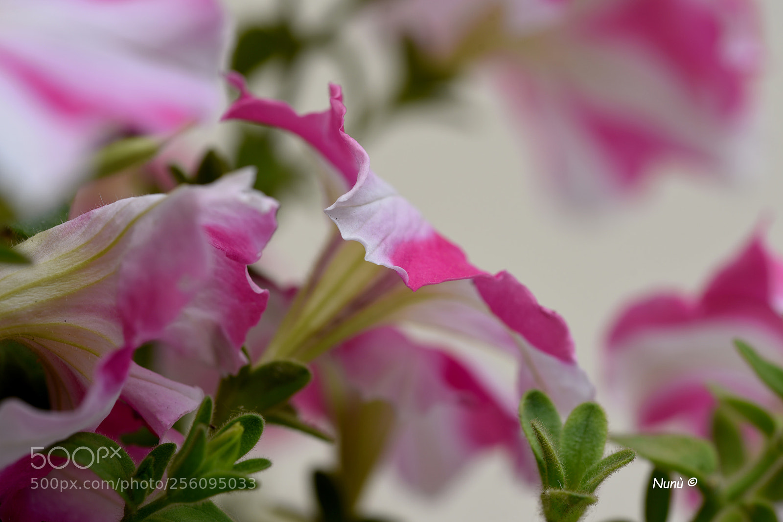Nikon D750 sample photo. Nel mio giardino photography