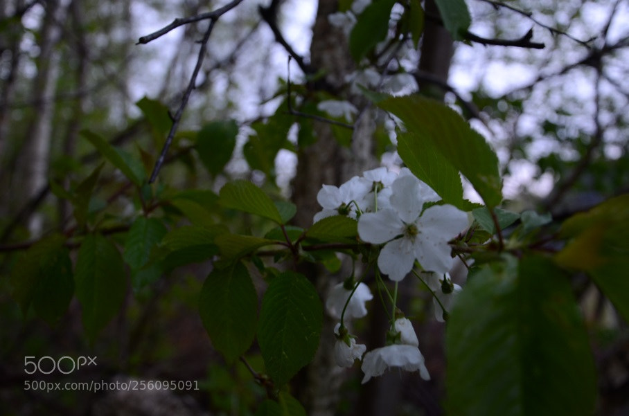 Nikon D5100 sample photo. Annemon photography