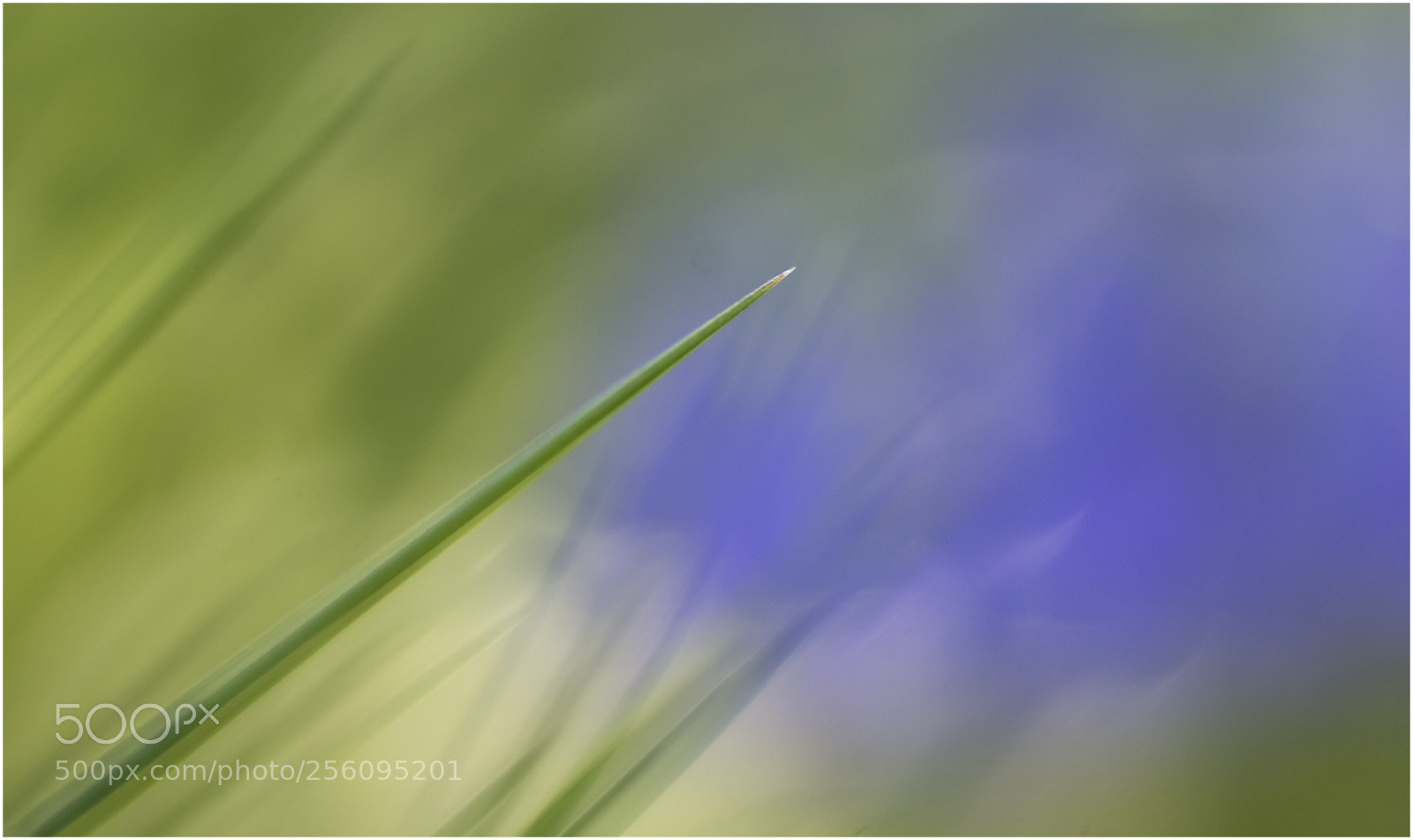 Sony SLT-A77 sample photo. Down among the blues photography