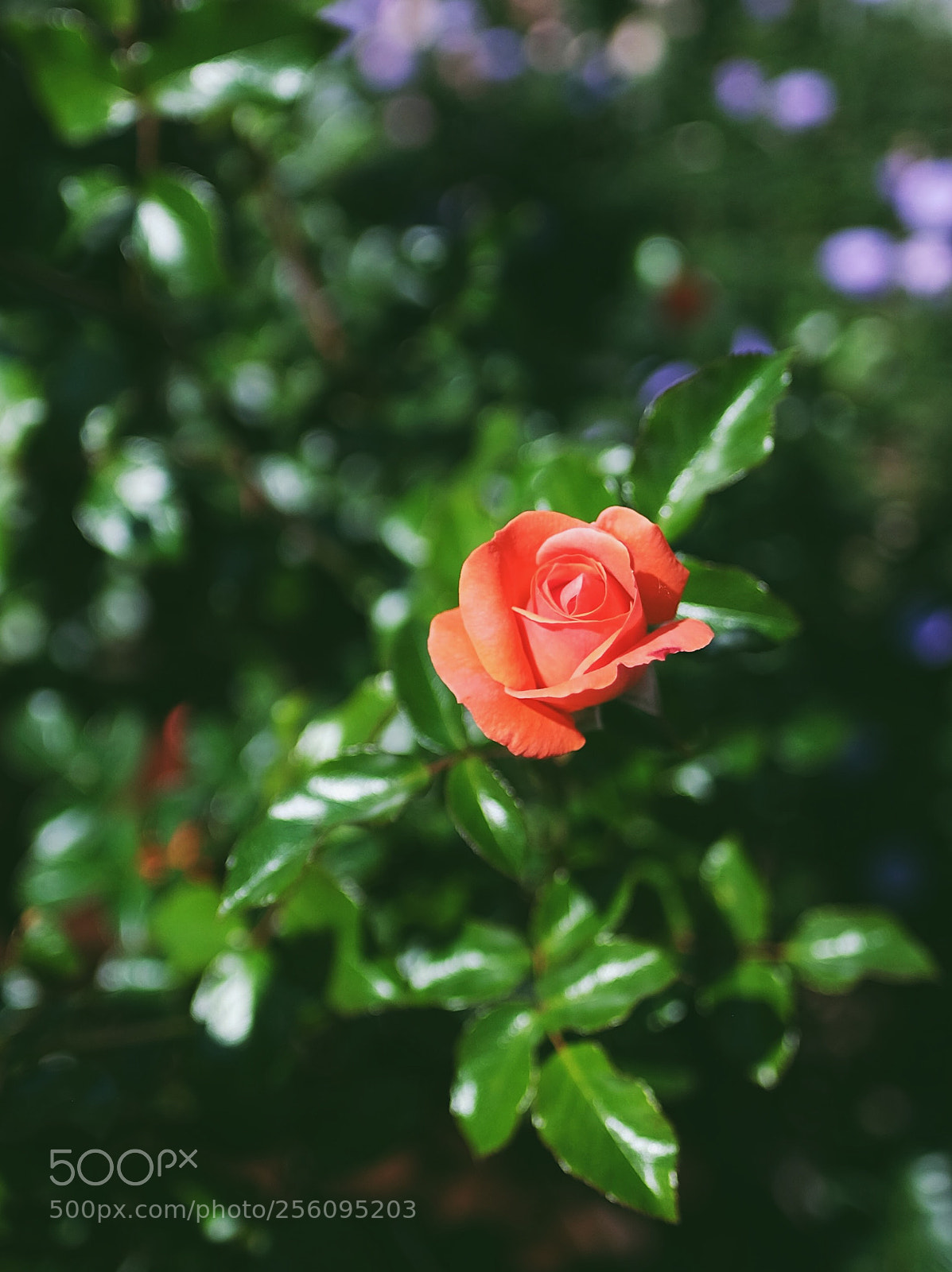 Fujifilm X-T10 sample photo. Processed with vsco with photography