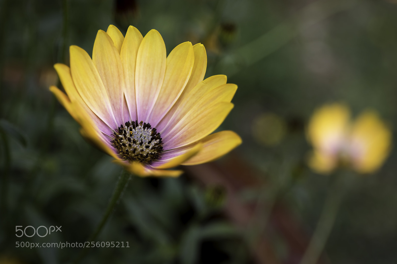 Canon EOS 6D Mark II sample photo. Fleur orange photography