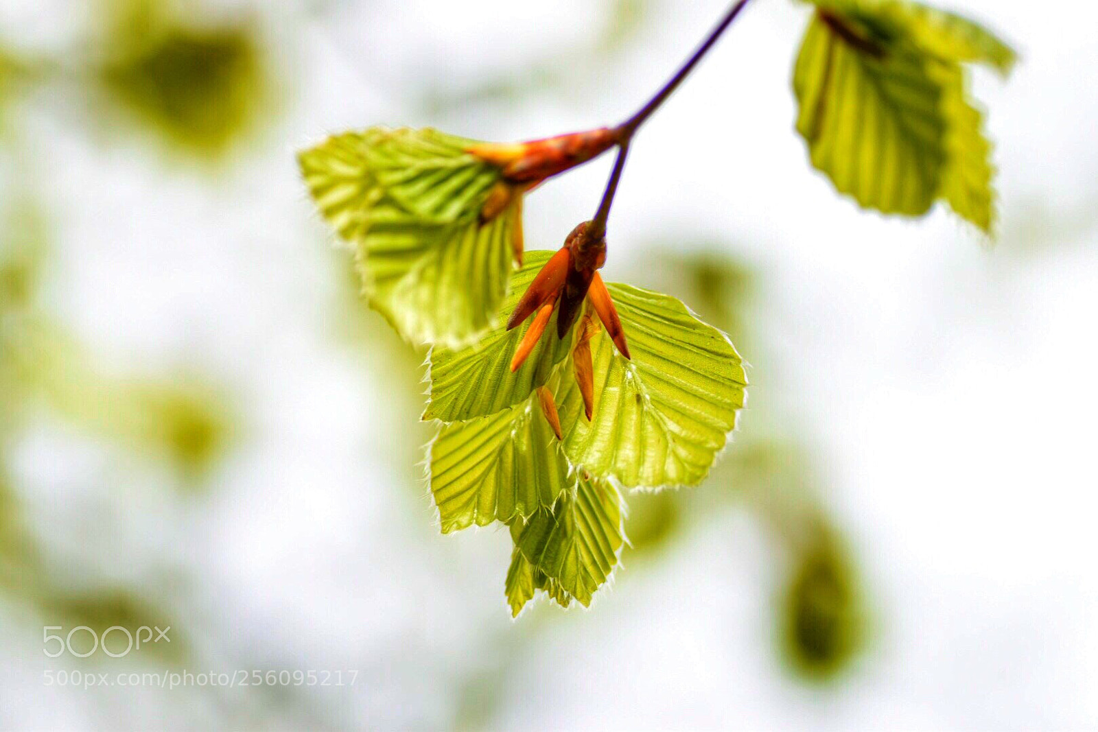 Nikon D5500 sample photo. Shining photography
