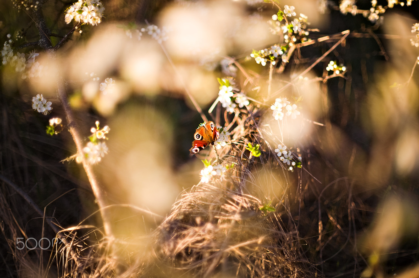 Canon EOS 5D sample photo. Butterfly on white flowers photography