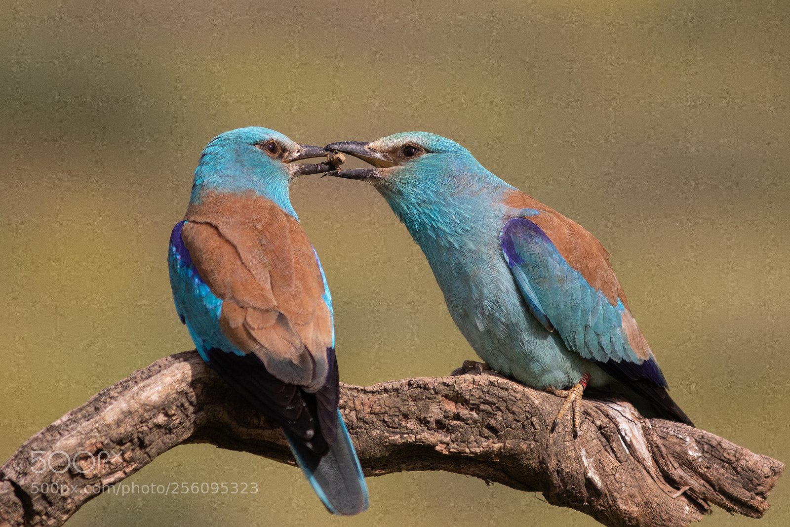 Canon EOS 7D Mark II sample photo. Carraca europea photography