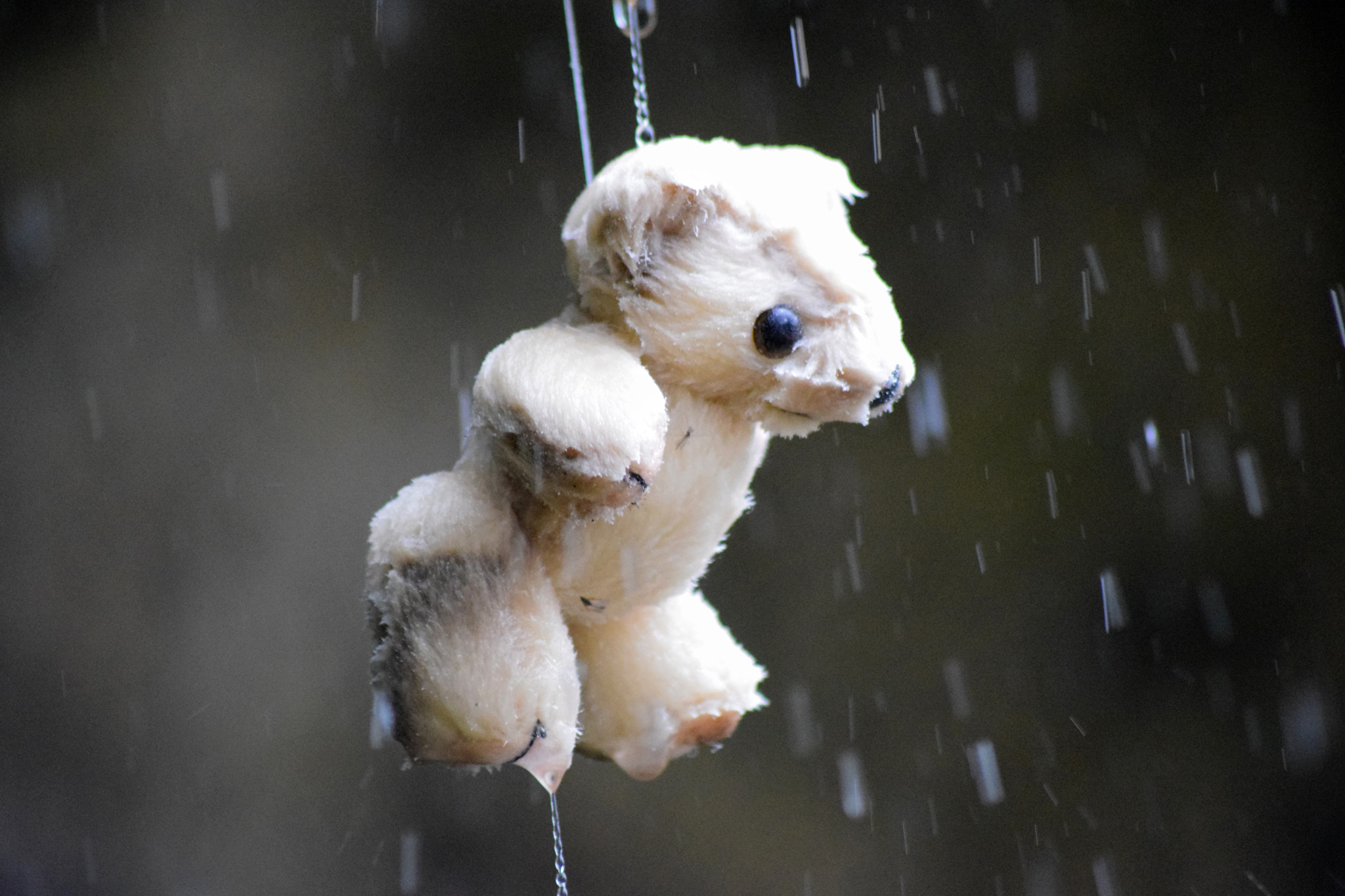 Nikon D5300 + Sigma 70-300mm F4-5.6 APO DG Macro sample photo. Teddy in the rain photography