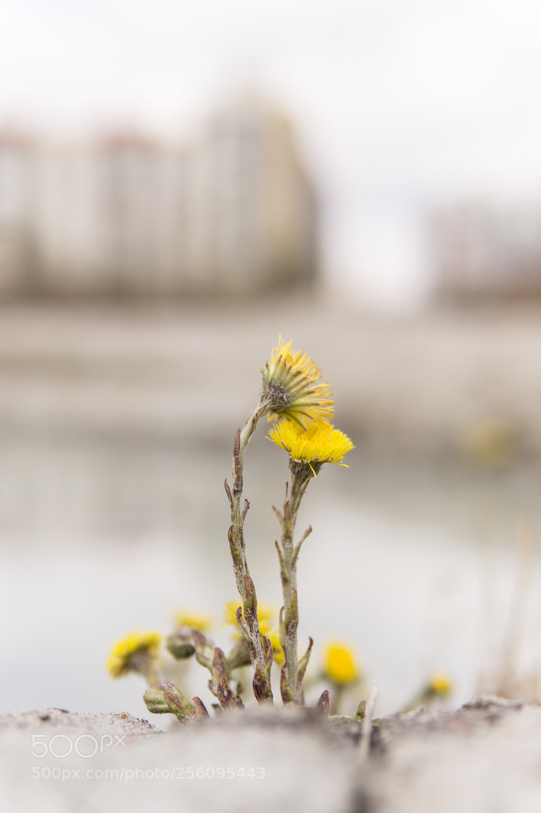 Sony a6000 sample photo. Etude in greys photography