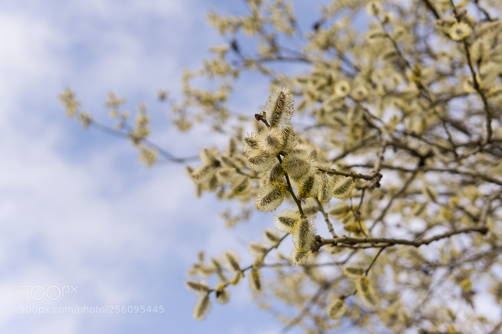 Sony a6000 sample photo. Reach out photography