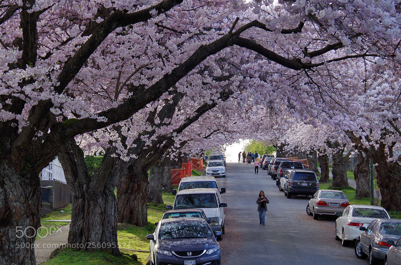 Pentax K-50 sample photo. Cherry blossom photography