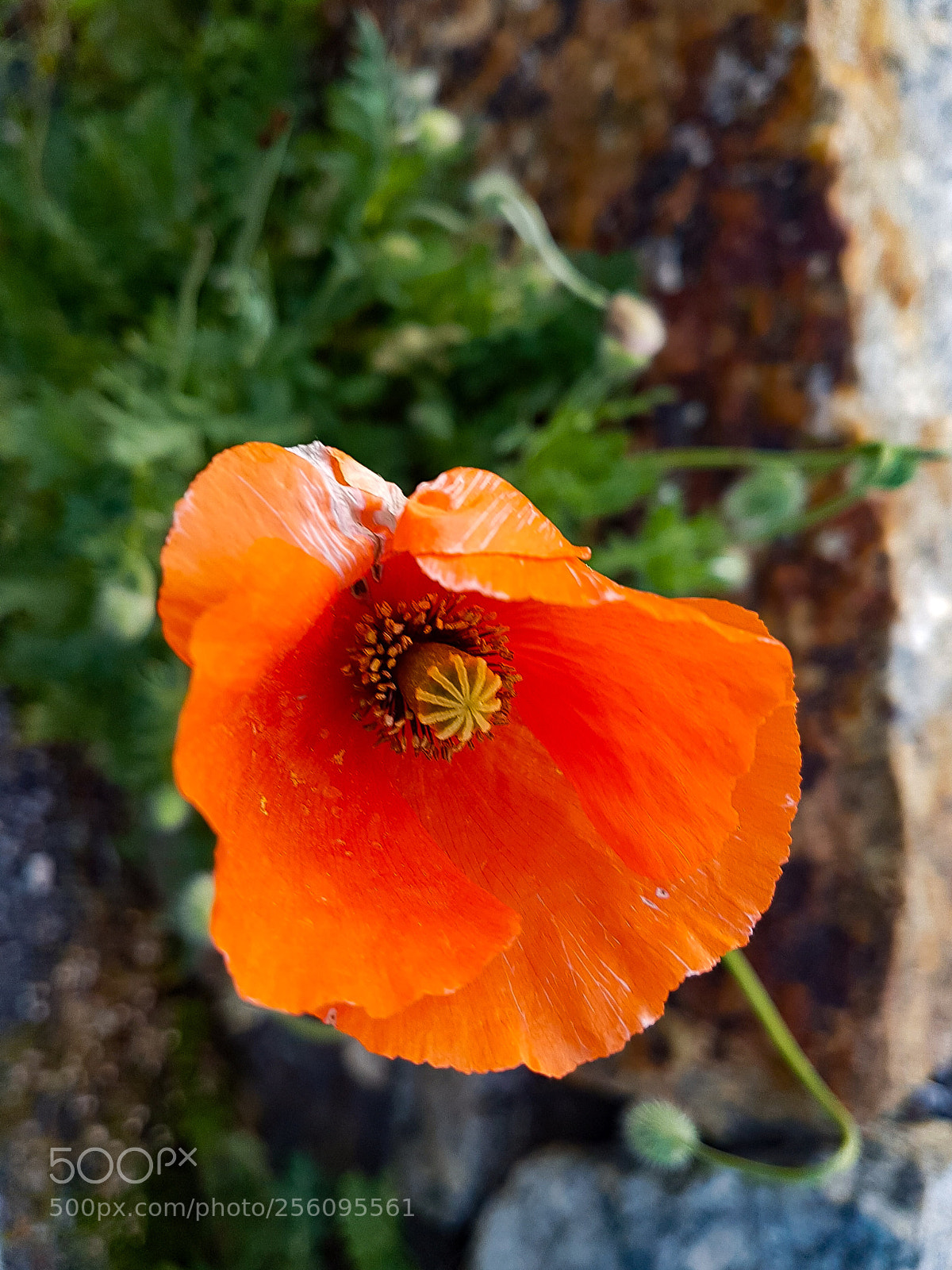Samsung Galaxy S7 Edge sample photo. Orange flower photography