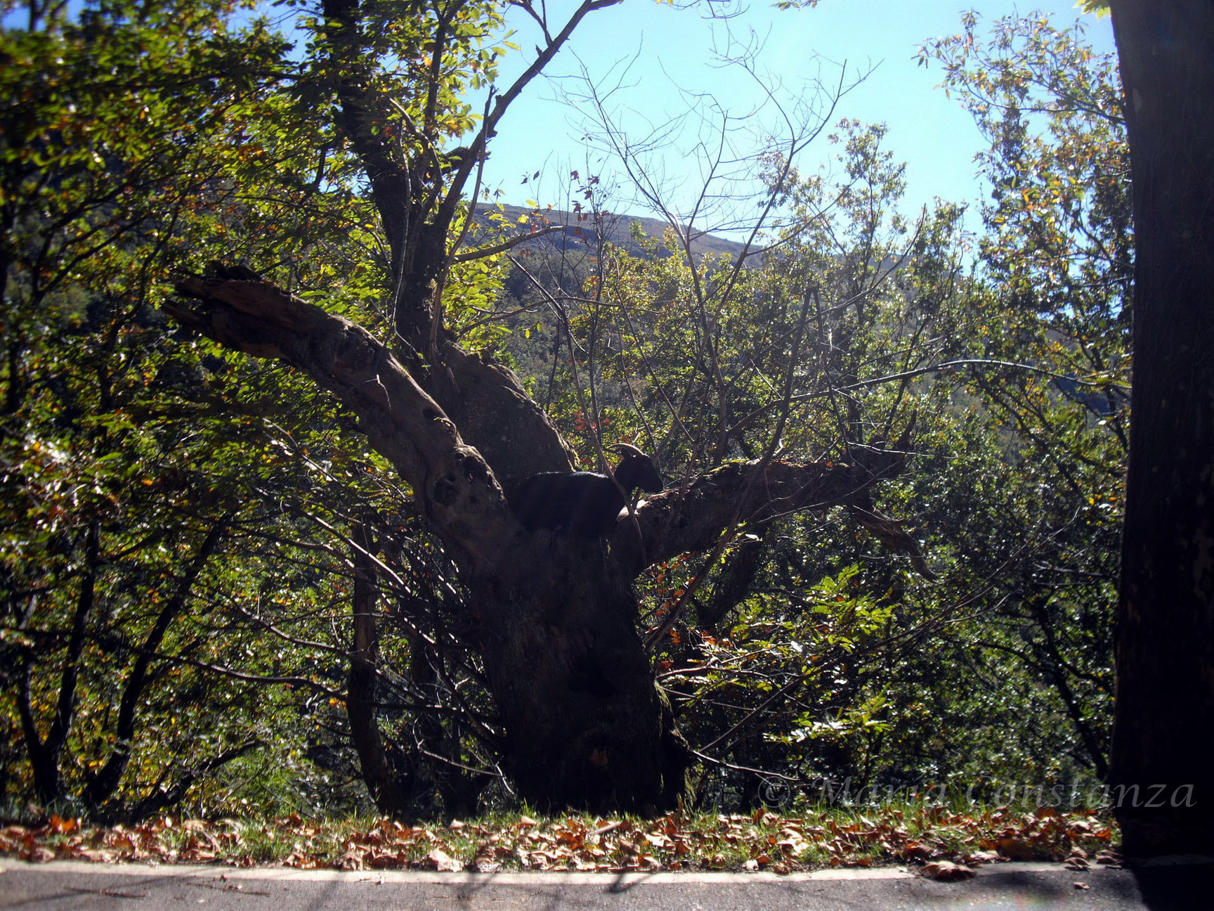 Pentax OPTIO A40 sample photo. Cabra trepadora photography
