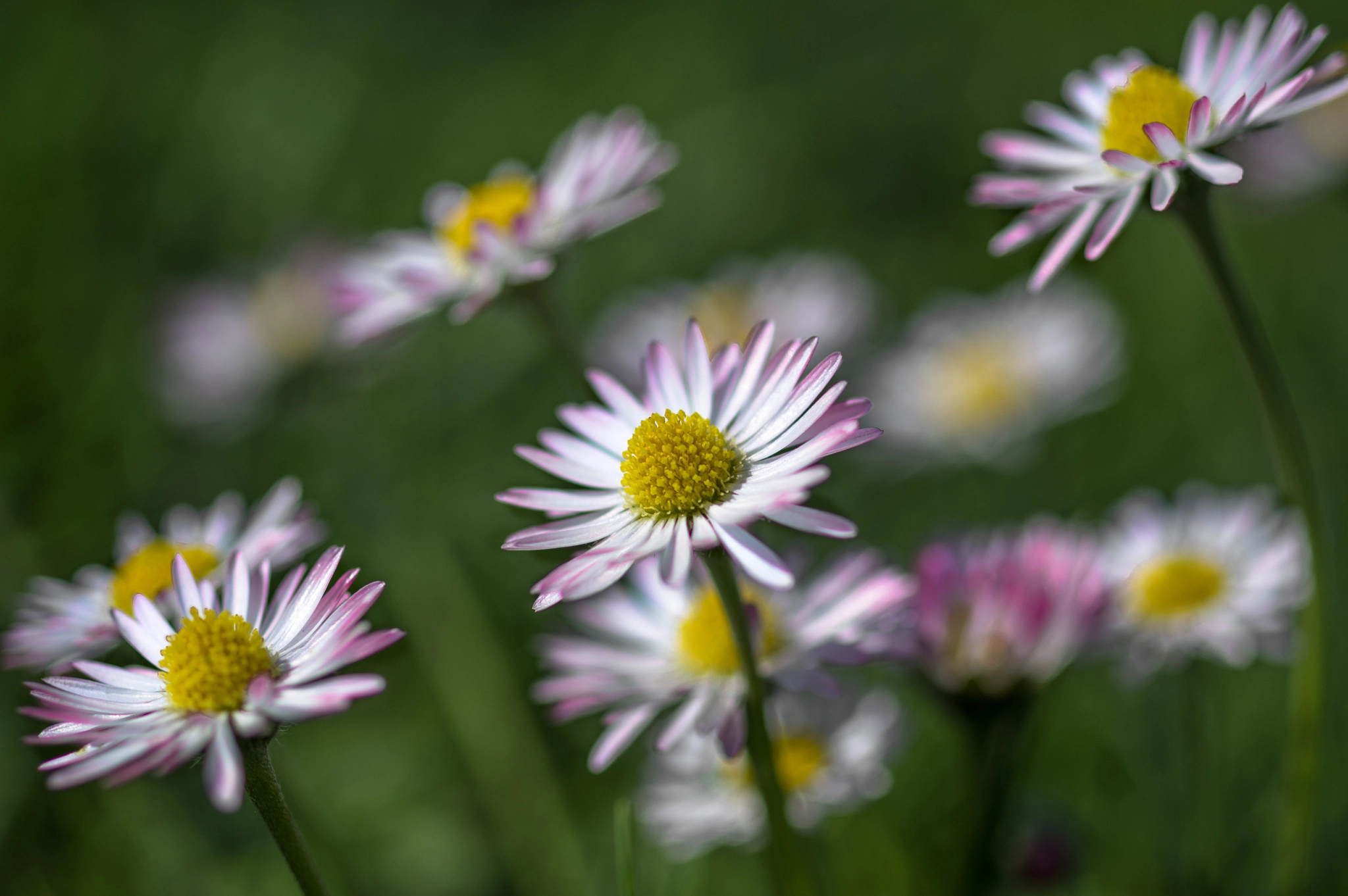 Pentax KP sample photo. The world seen by a butterfly photography