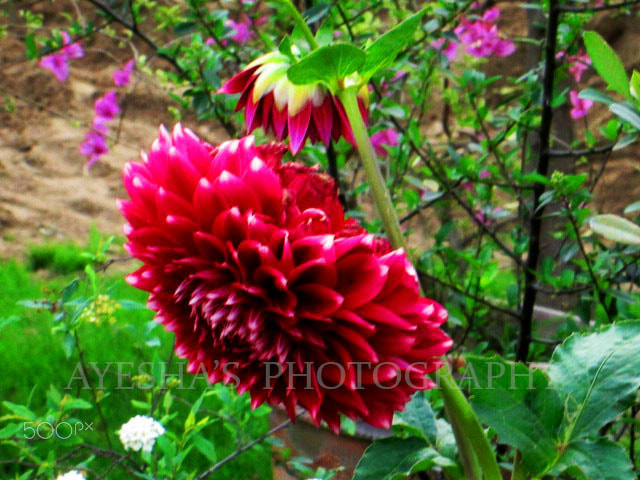 Canon PowerShot A2300 sample photo. Refreshing  flower photography