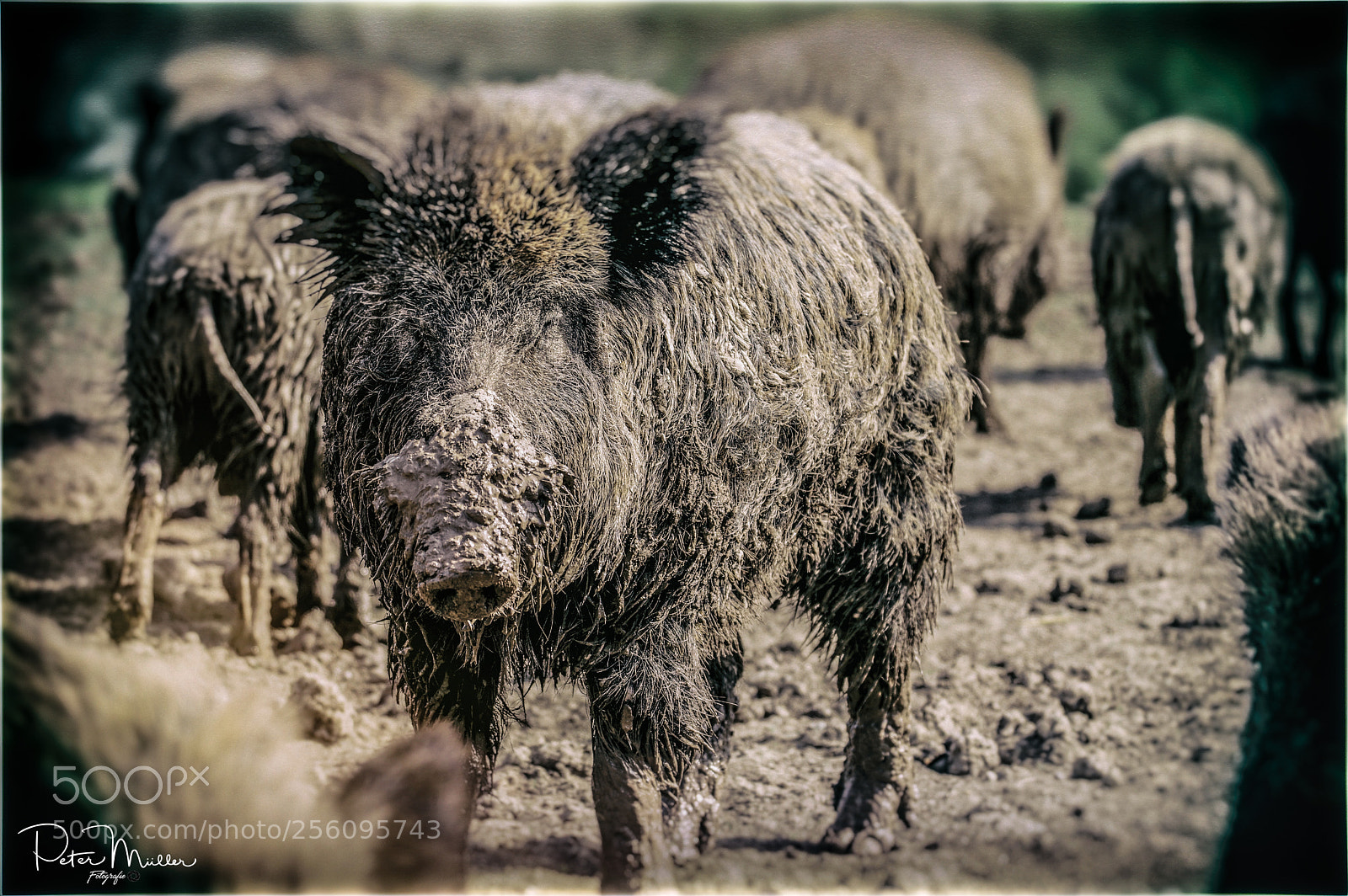 Pentax K-3 II sample photo. Untitled photography
