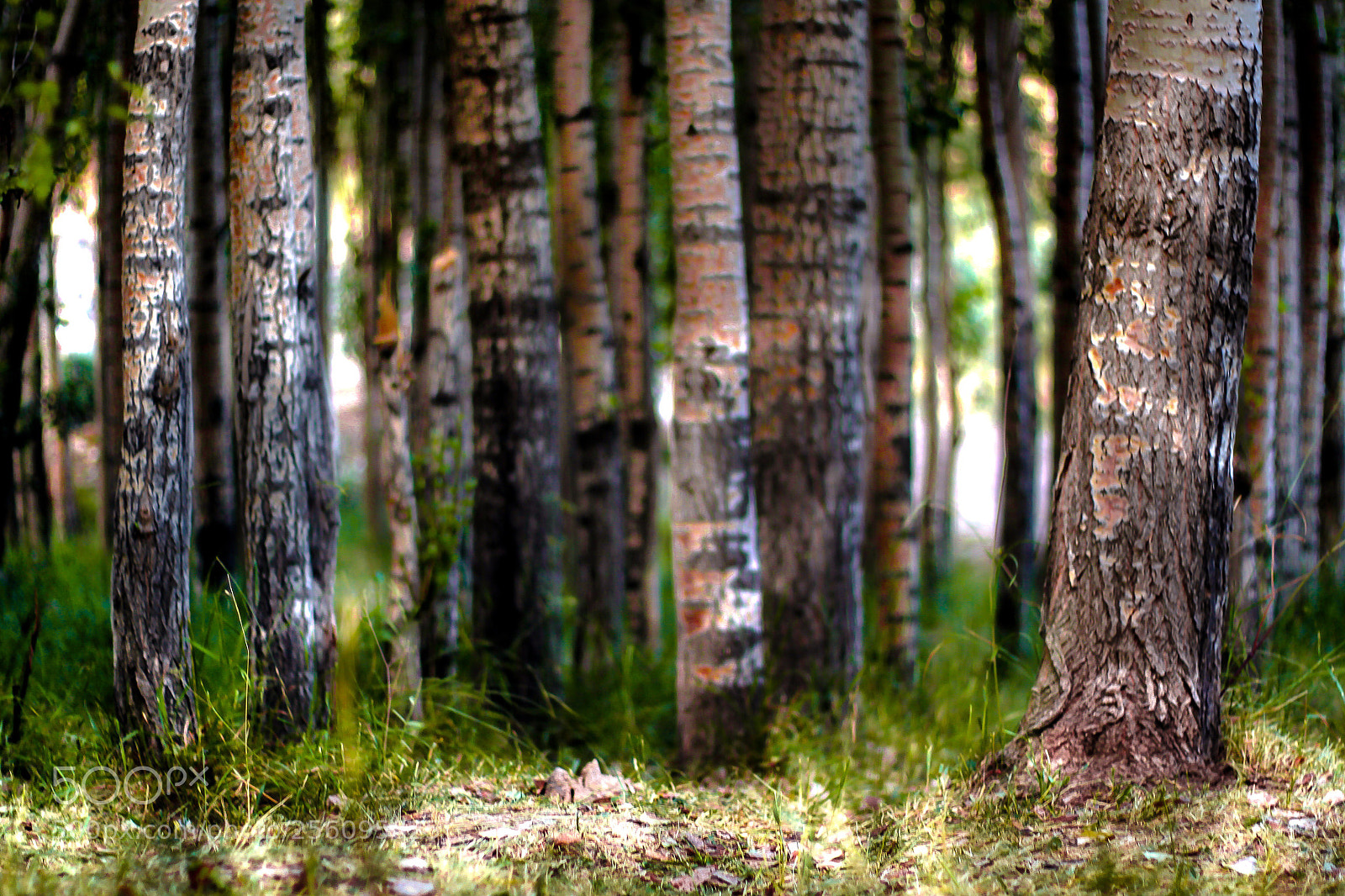 Canon EOS 50D sample photo. Untitled photography