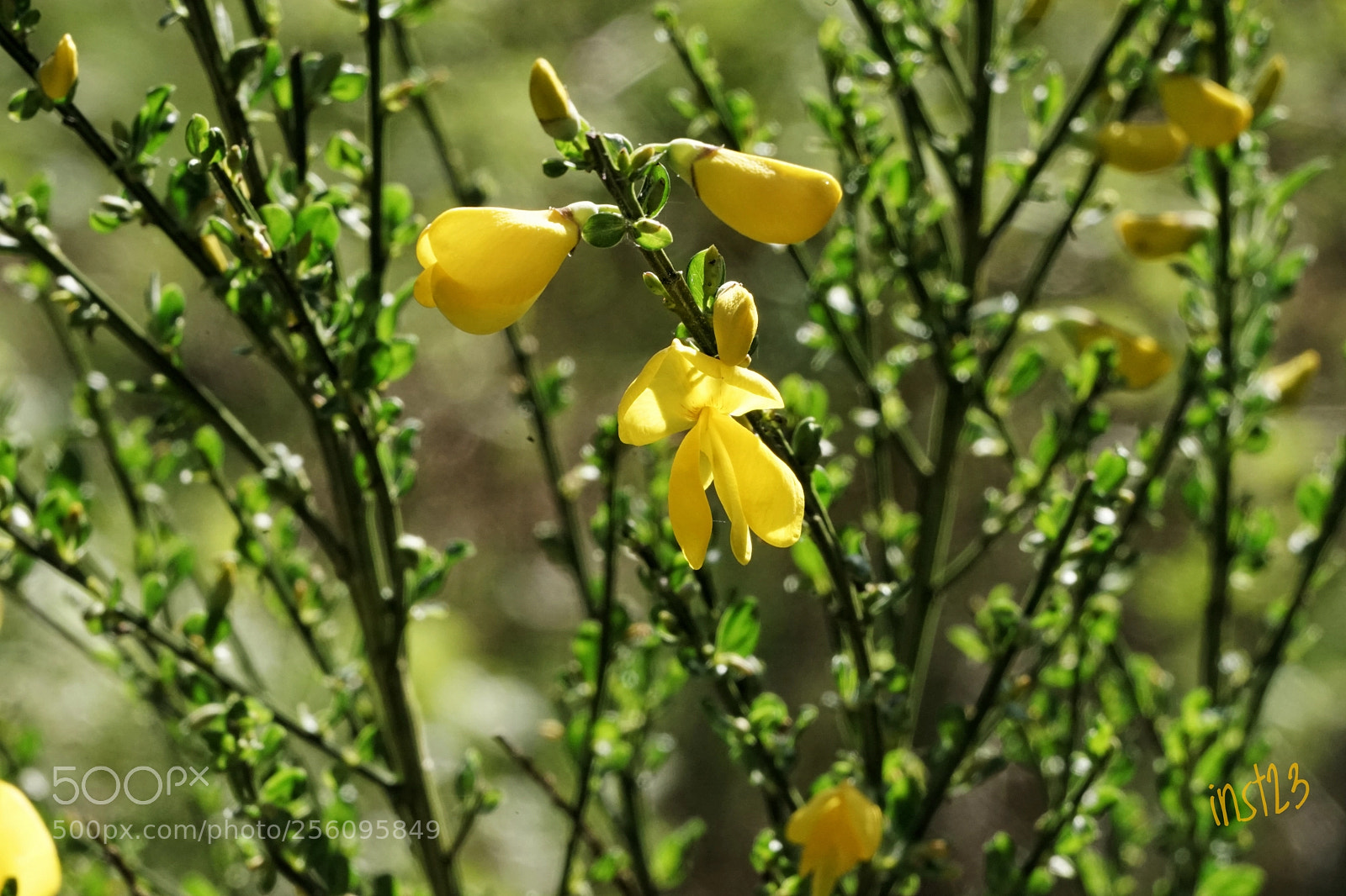 Sony a7 II sample photo. First gorse flower photography