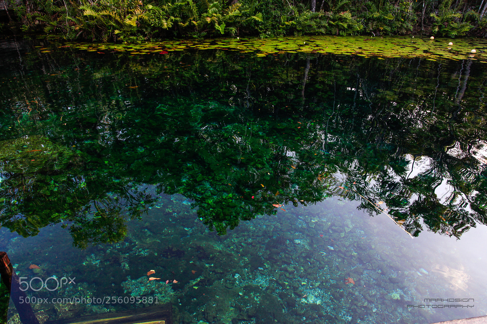 Canon EOS 5D Mark II sample photo. Cenote photography