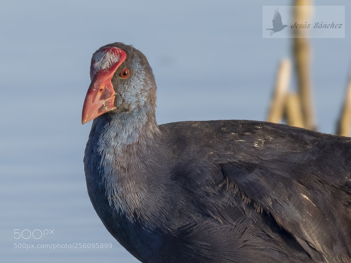 Canon EOS 7D Mark II sample photo. Calam n com n photography