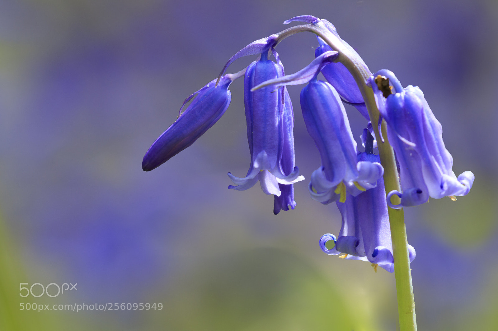 Canon EOS 7D Mark II sample photo. Bluebell wood photography