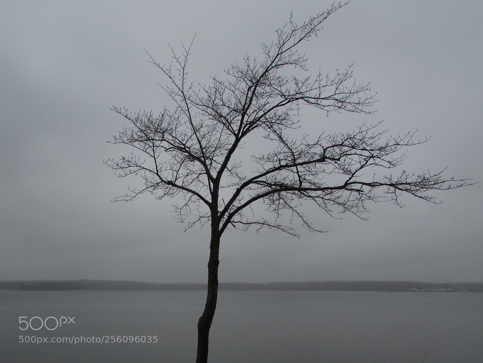 Canon PowerShot SX500 IS sample photo. Tree photography