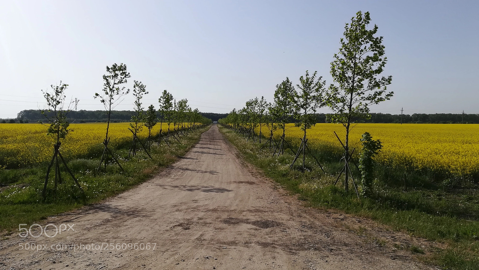 HUAWEI P10 lite sample photo. Country road photography