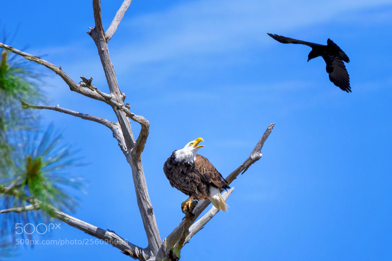 Nikon D500 sample photo. The female bald eagle photography