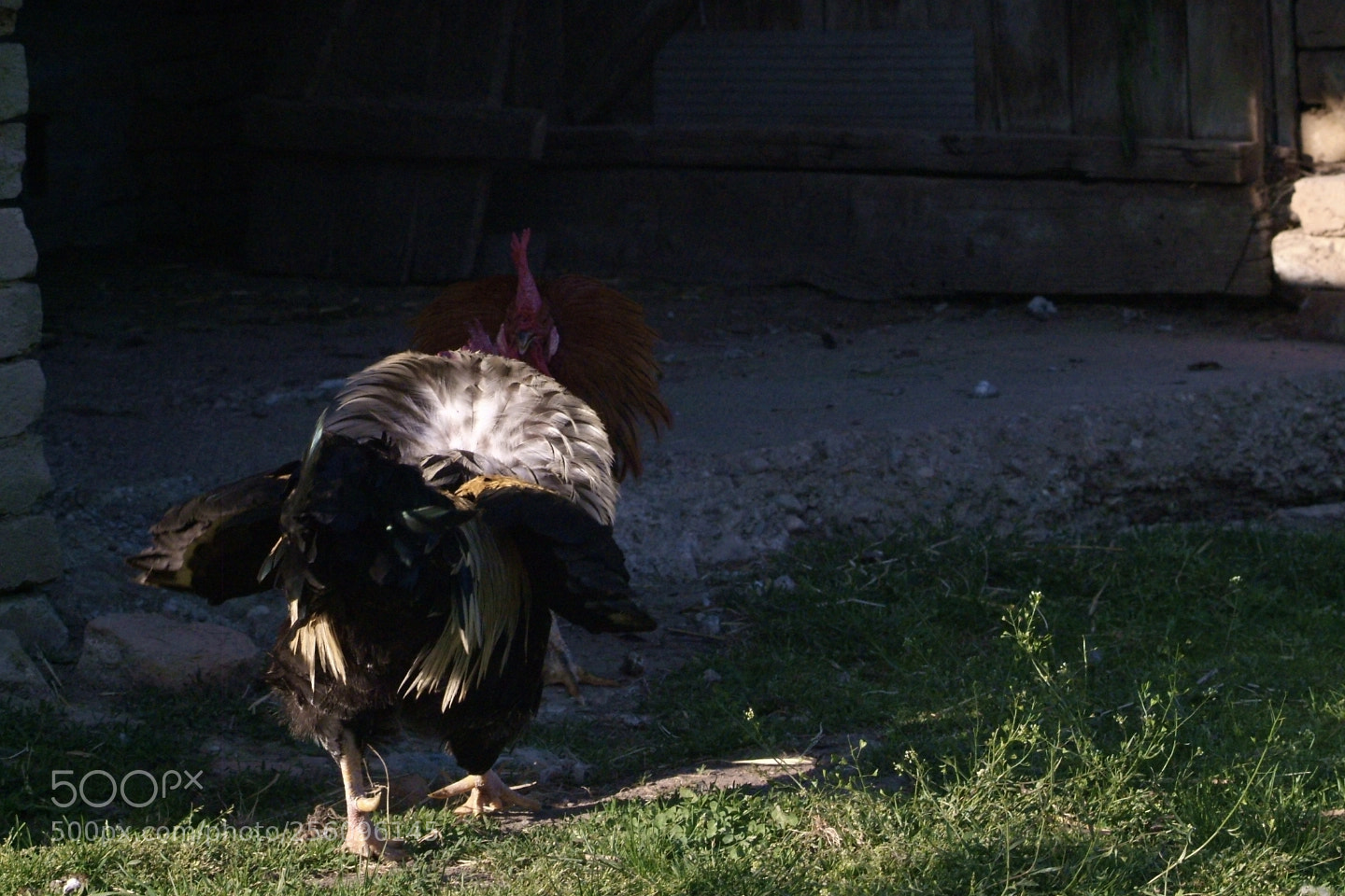 Fujifilm FinePix S3 Pro sample photo. Borba petlova photography