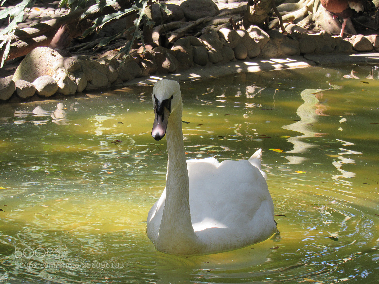 Canon PowerShot SX530 HS sample photo. Cisne photography
