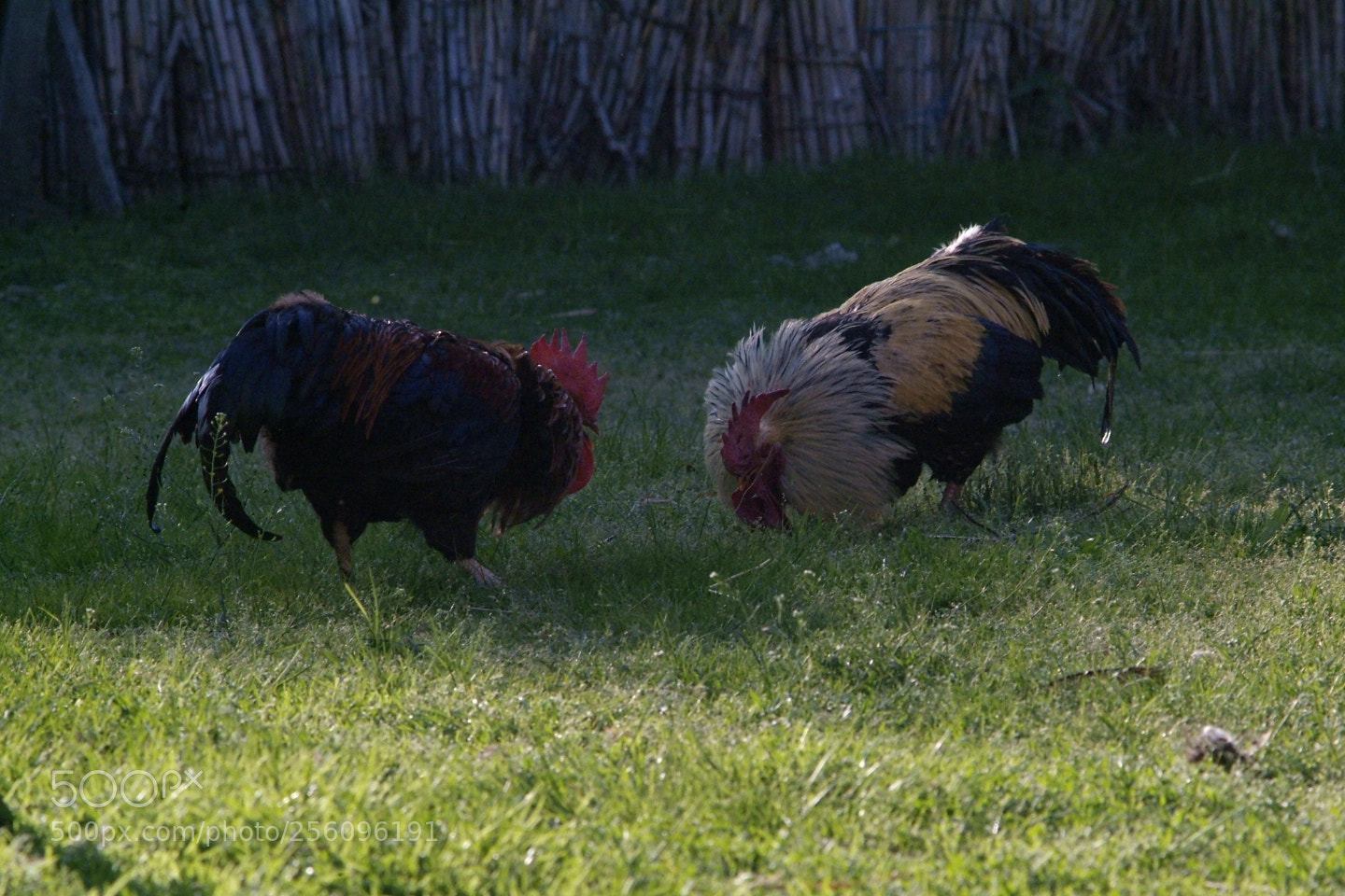 Fujifilm FinePix S3 Pro sample photo. Borba petlova photography