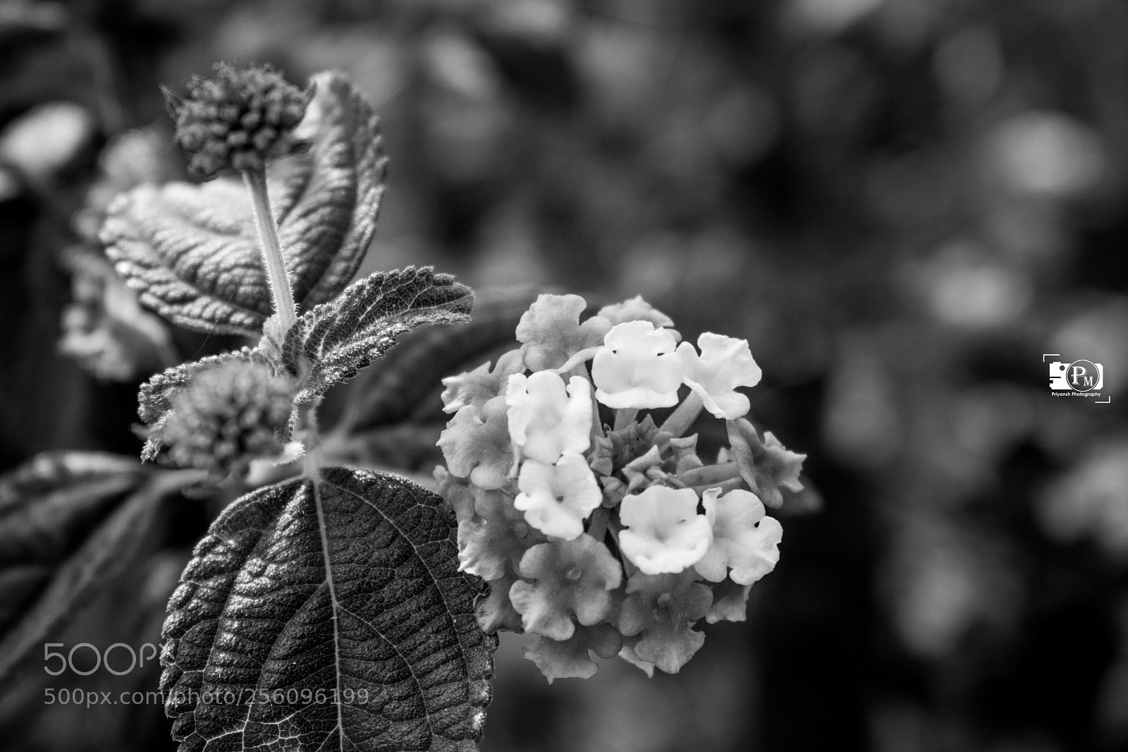 Nikon D3300 sample photo. Untitled photography