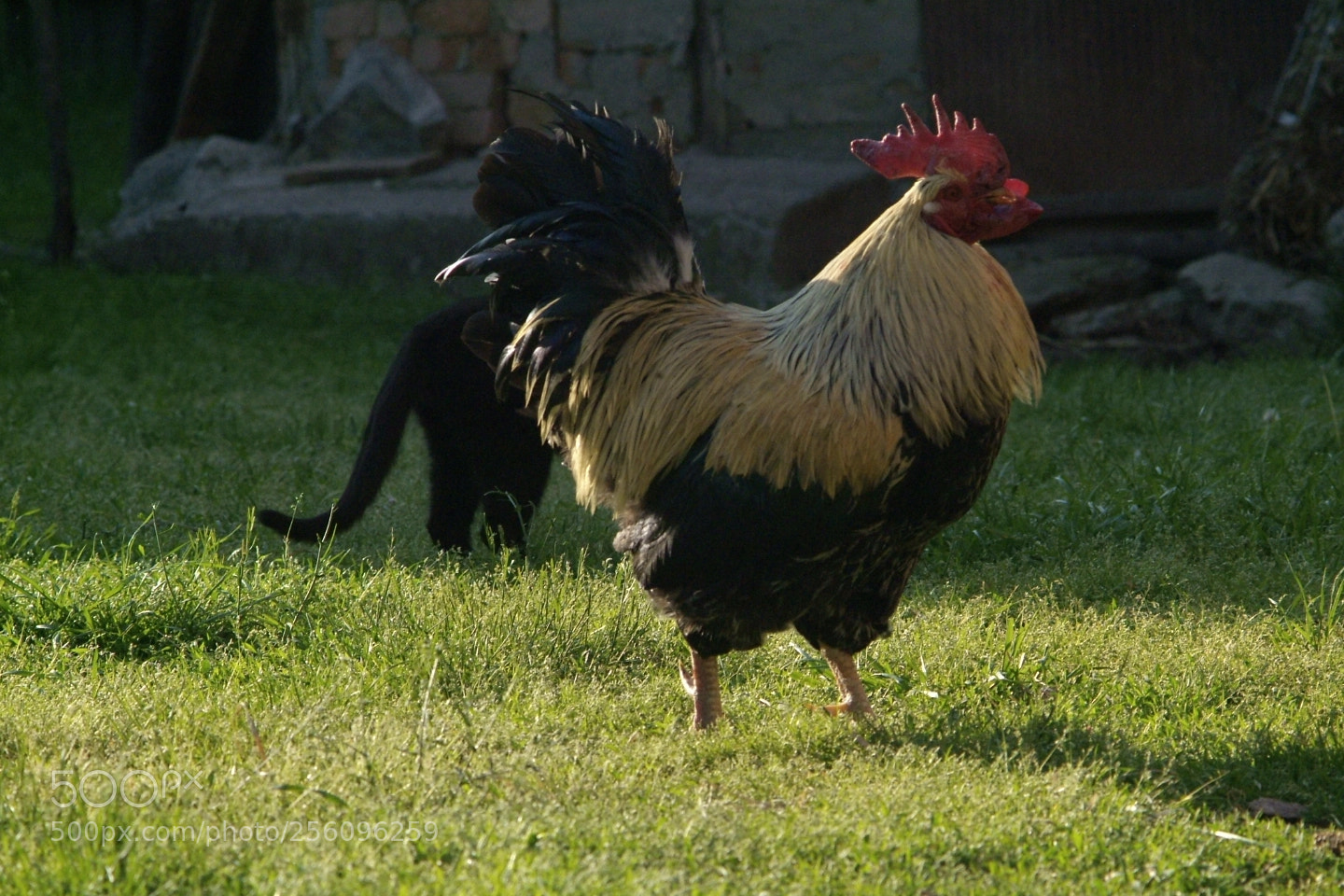 Fujifilm FinePix S3 Pro sample photo. Borba petlova photography