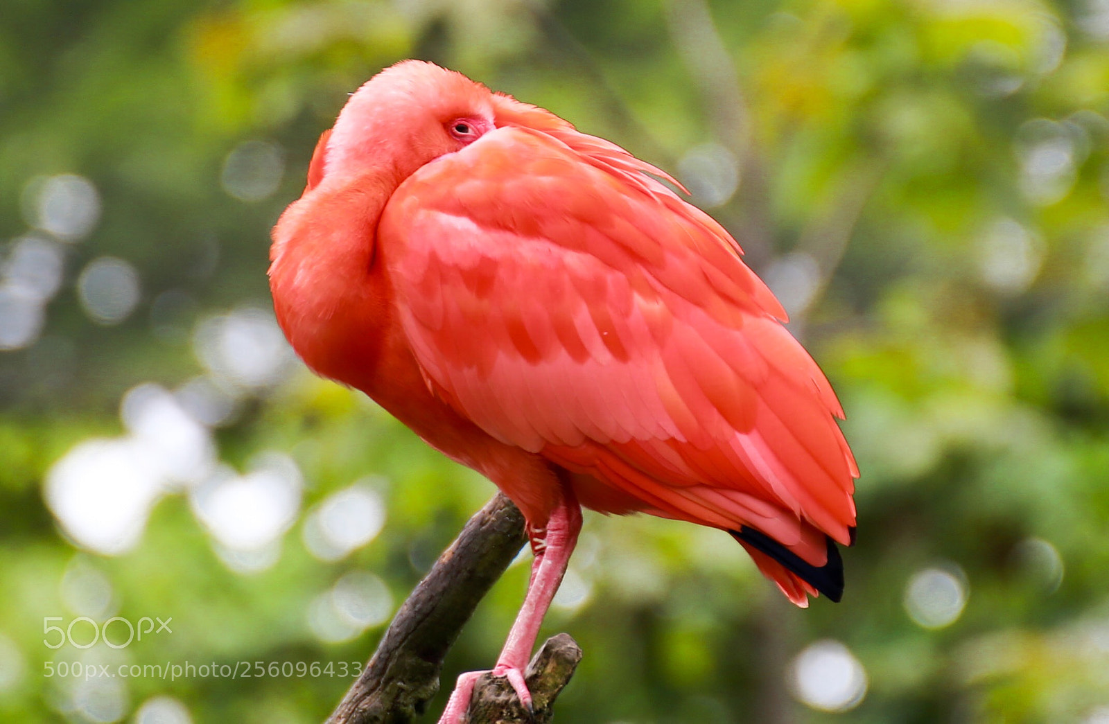 Canon EOS 6D sample photo. Red photography