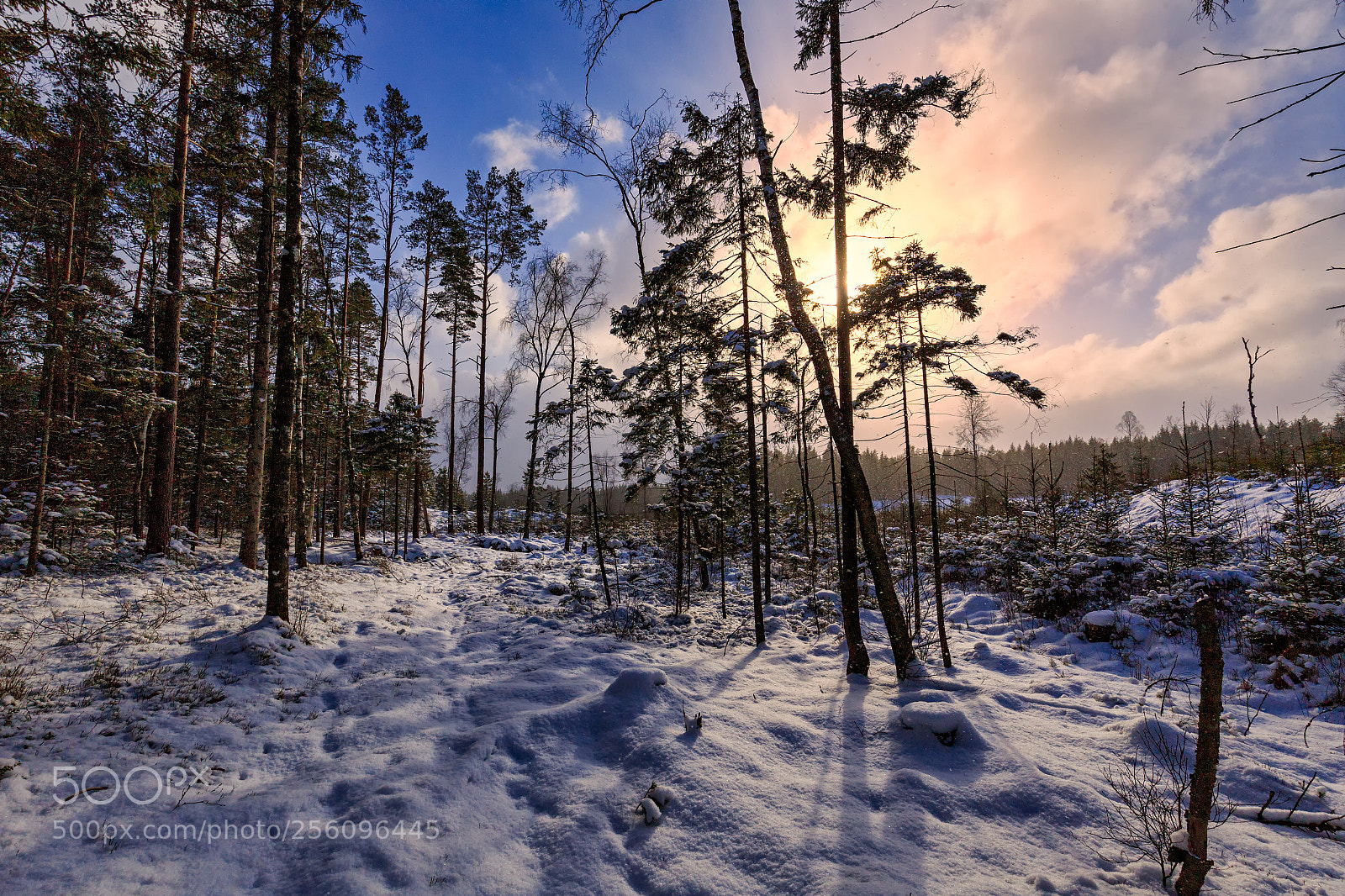 Canon EOS 6D sample photo. Sunny deforestation border photography