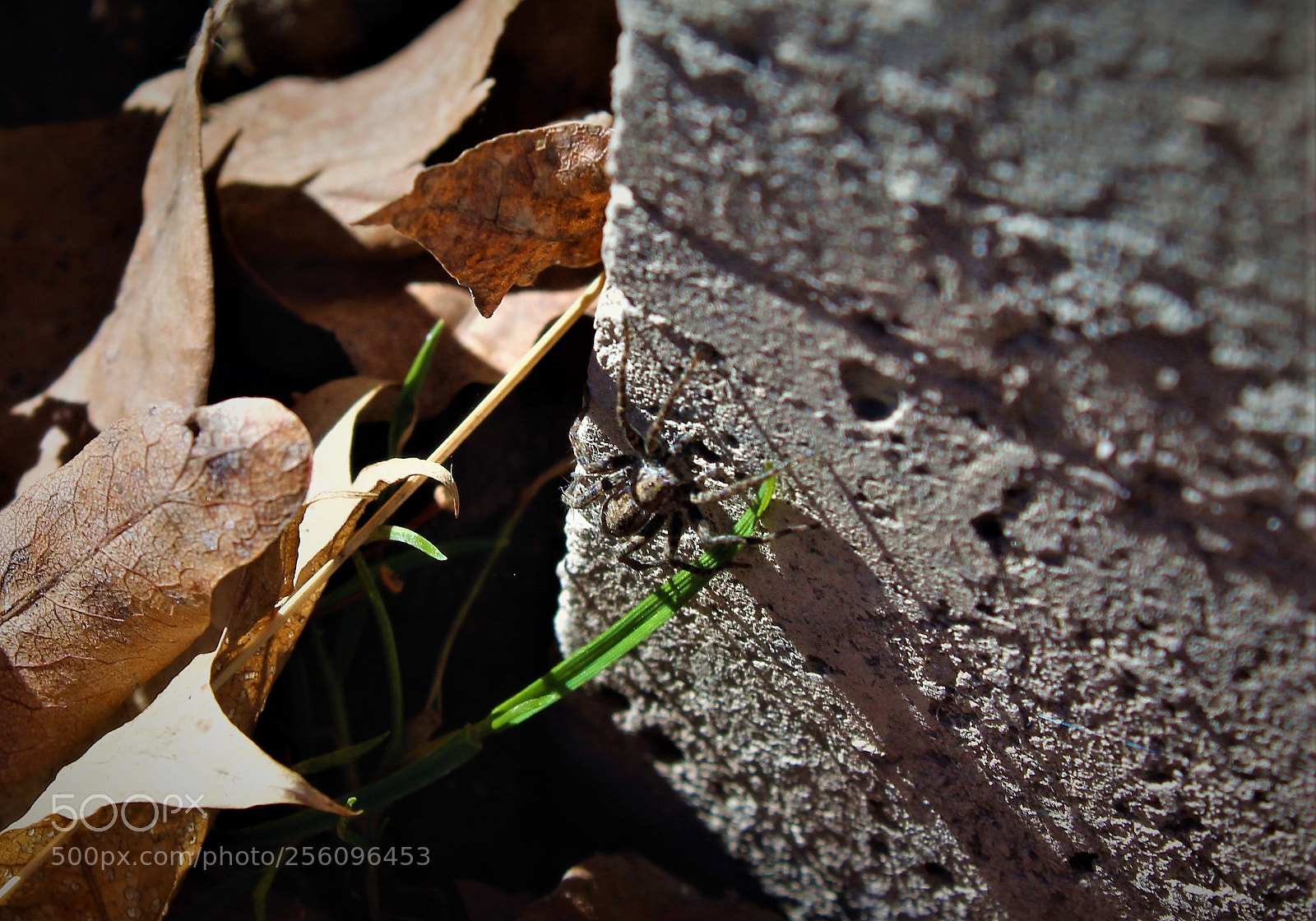 Canon EOS 1200D (EOS Rebel T5 / EOS Kiss X70 / EOS Hi) sample photo. Spider photography