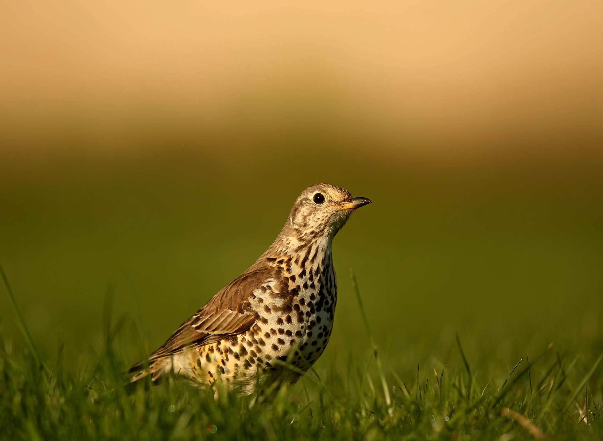 Canon EOS 7D Mark II + Canon EF 500mm F4L IS II USM sample photo. Mistle thrush photography