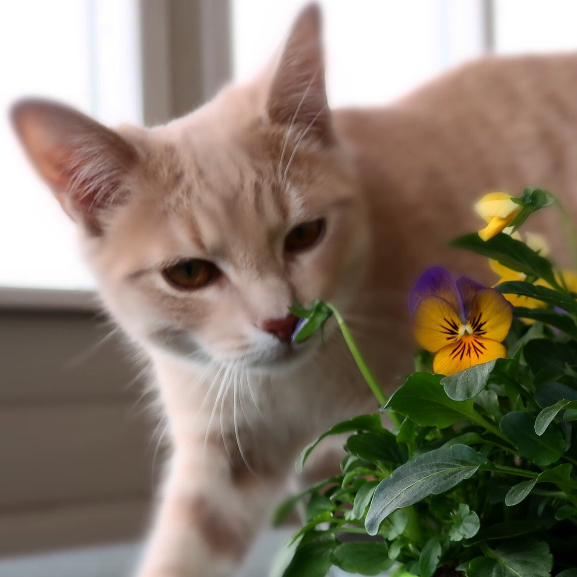 Canon PowerShot G9 X Mark II sample photo. ‘hello little flowers’ photography