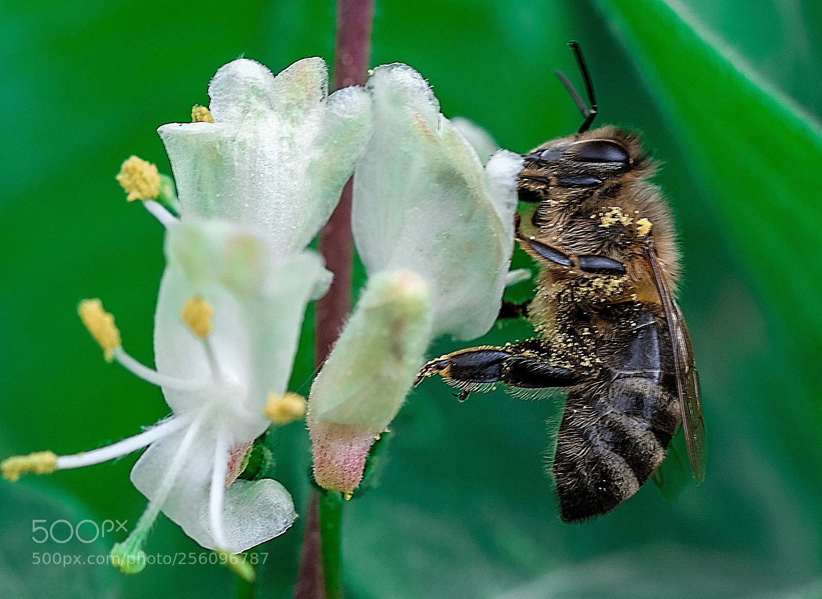 Fujifilm X-T2 sample photo. Bee and blossom photography