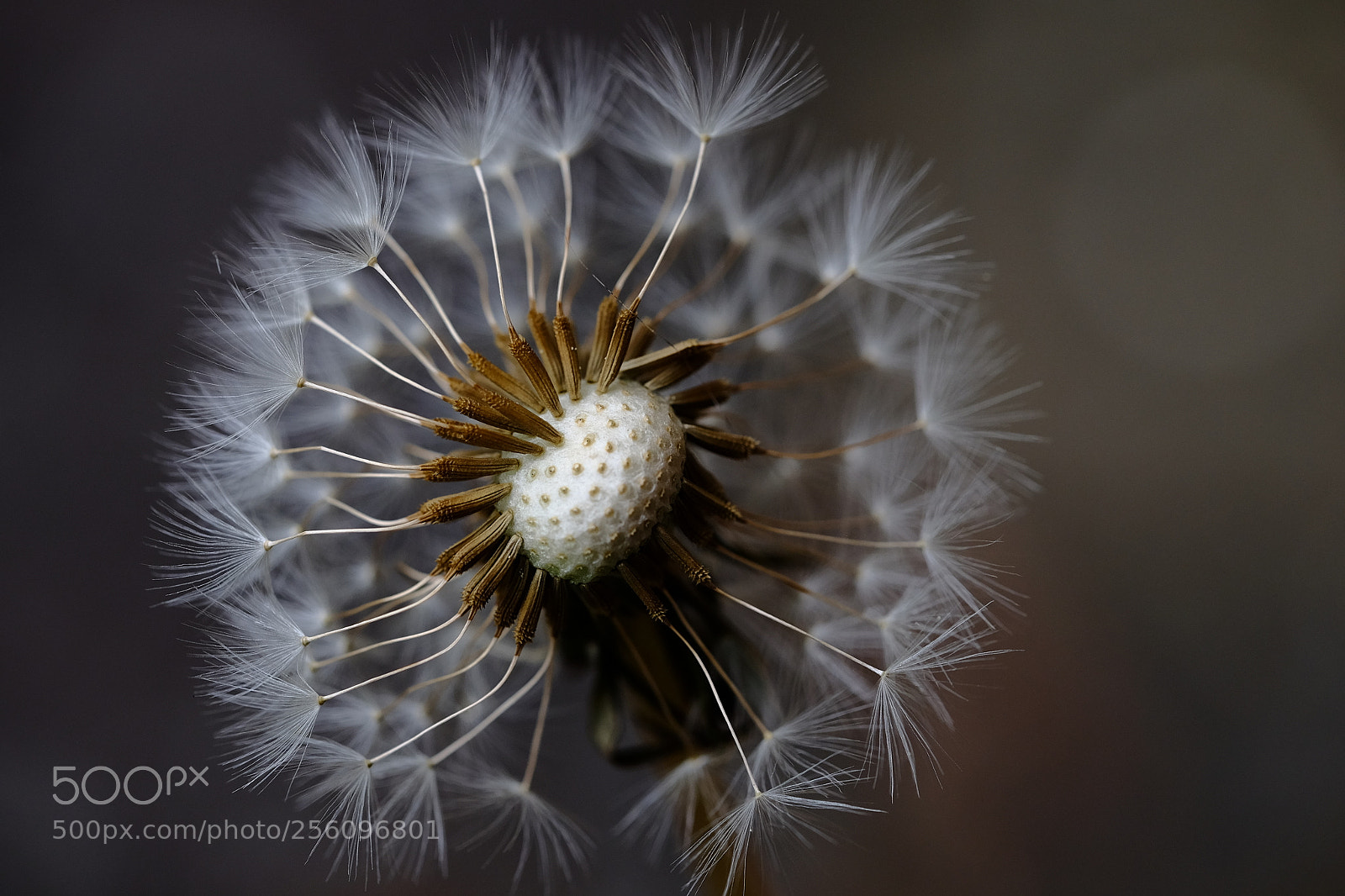 Fujifilm X-T10 sample photo. 561 photography