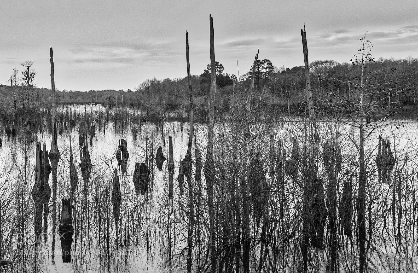 Canon EOS 5D Mark II sample photo. Blackwater backwaters photography