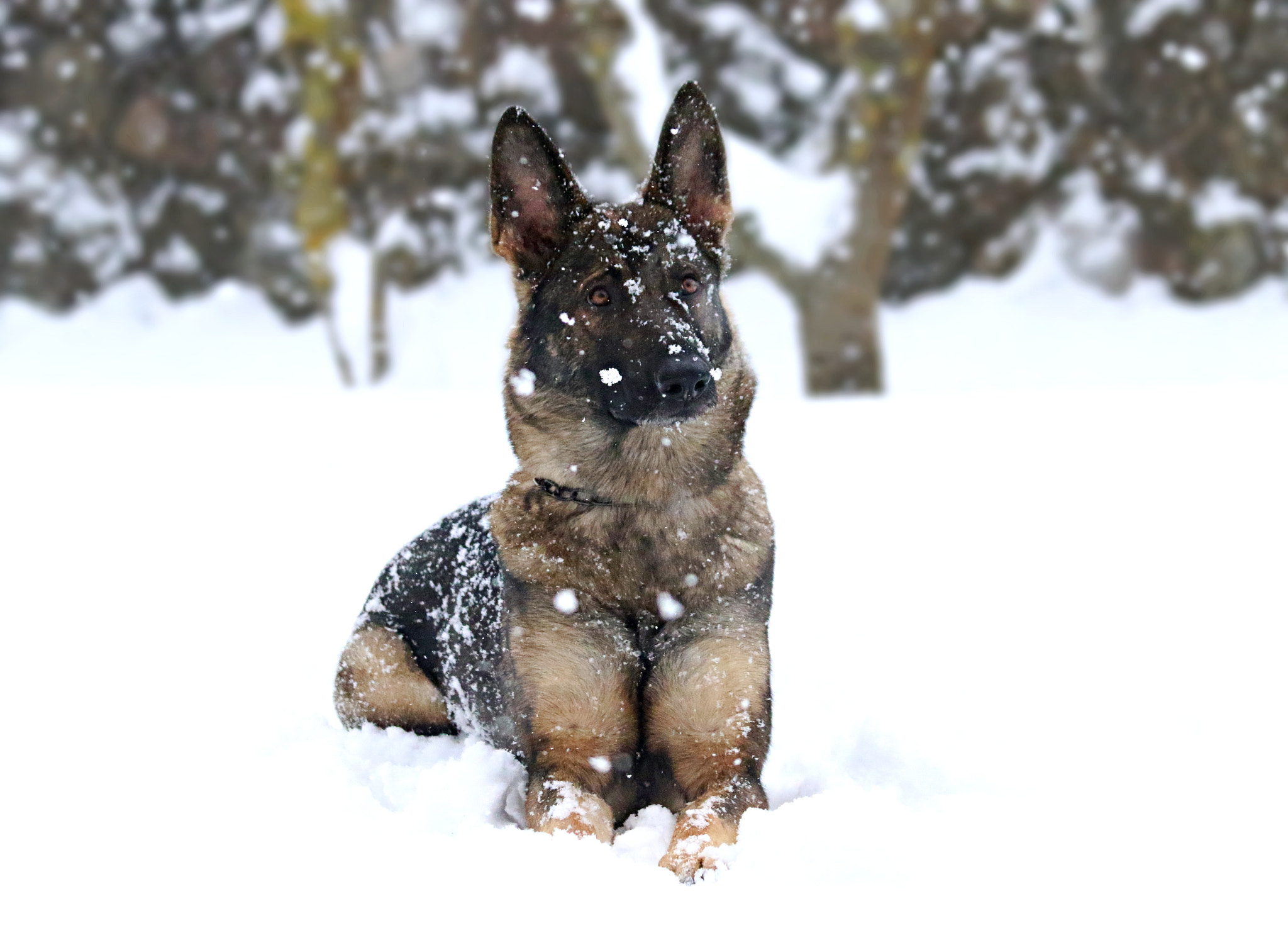 Canon EF 70-300mm F4-5.6 IS USM sample photo. Chanel in the snow photography