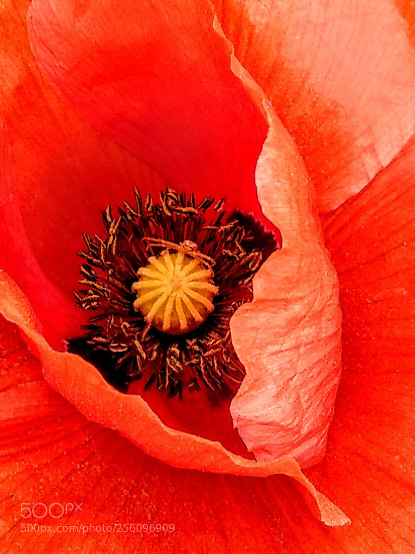 Xiaomi Mi A1 sample photo. Poppies. photography
