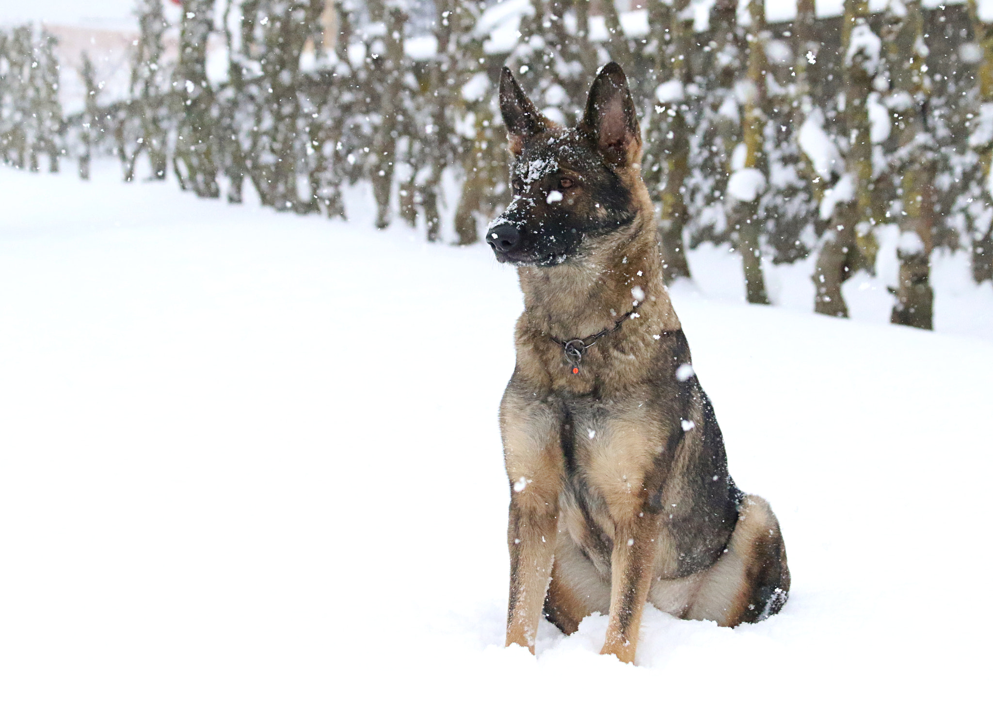 Canon EF 70-300mm F4-5.6 IS USM sample photo. Chanel in the snow photography