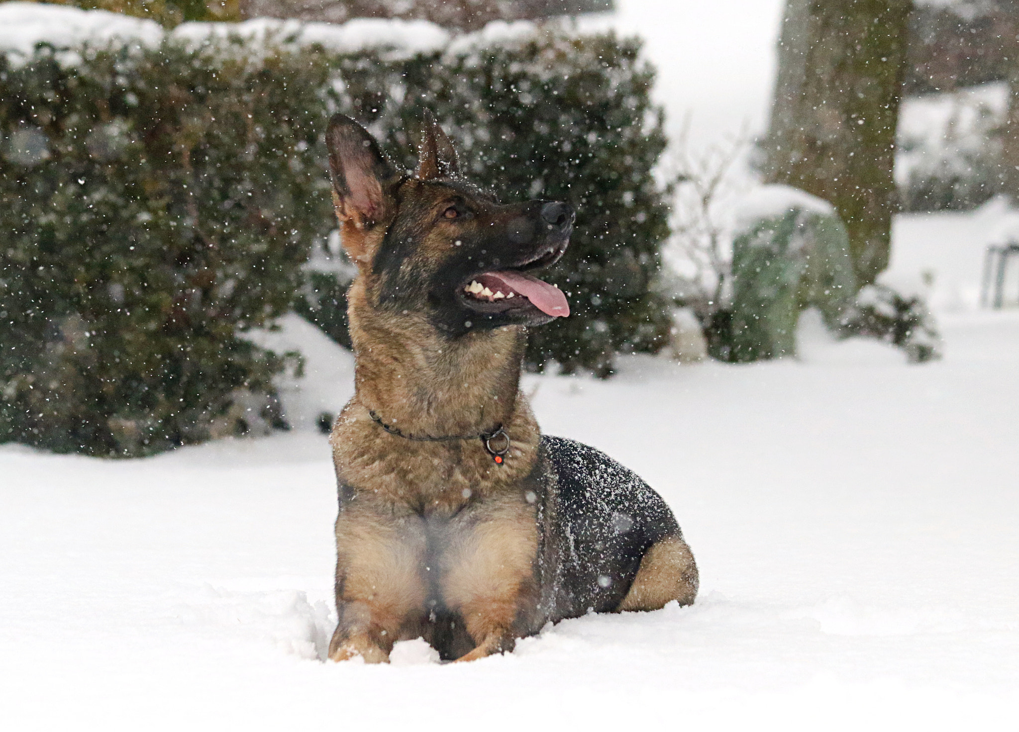 Canon EOS 7D Mark II + Canon EF 70-300mm F4-5.6 IS USM sample photo. Chanel in the snow photography